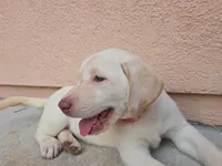 Christian , a female Labrador Retriever for sale in Fleming Island, FL – Photo 4 of 4