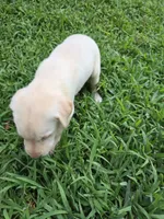 Chris, a male Labrador Retriever for sale in Fleming Island, FL – Photo 2 of 6