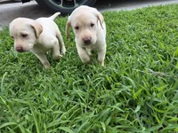 Chris, a male Labrador Retriever for sale in Fleming Island, FL – Photo 3 of 6