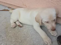 Christian , a female Labrador Retriever for sale in Fleming Island, FL – Photo 3 of 4