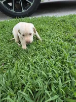 Chris, a male Labrador Retriever for sale in Fleming Island, FL – Photo 4 of 6