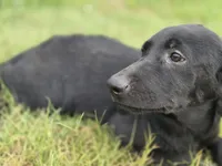 Luna, a female Labrador Retriever for sale in Fleming Island, FL – 3 of 5
