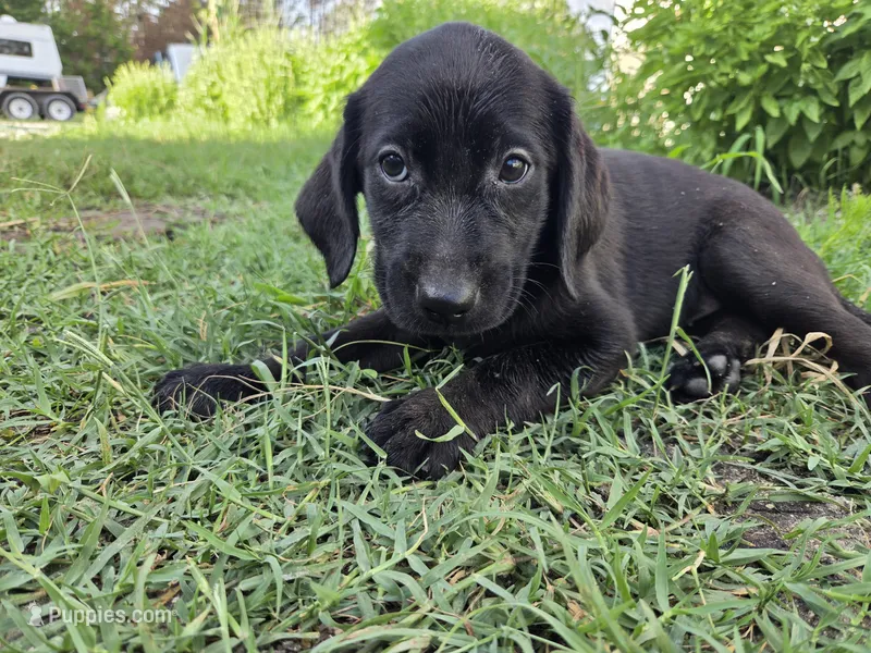 Shadow  – Labrador Retriever puppy for sale in Fleming Island, FL