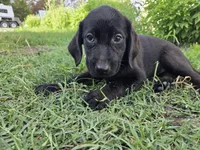 Shadow , a male Labrador Retriever for sale in Fleming Island, FL – 2 of 6