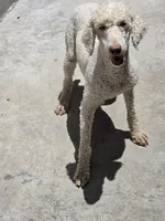 Dolly, a female Poodle - Miniature  for sale in Fleming Island, FL – 2 of 6