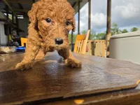 Biscuit , a female Goldendoodle for sale in Fleming Island, FL – 5 of 7
