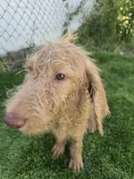 Ollie, a male Labradoodle for sale in Fleming Island, FL – 2 of 5