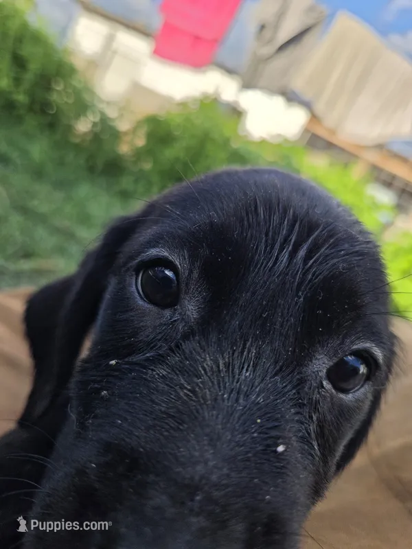 Shadow  – Labrador Retriever puppy for sale in Fleming Island, FL