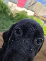 Shadow , a male Labrador Retriever for sale in Fleming Island, FL – 1 of 6