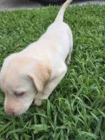 dalas, a female Labrador Retriever for sale in Fleming Island, FL – Photo 6 of 7