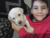 dalas, a female Labrador Retriever for sale in Fleming Island, FL – Photo 1 of 7