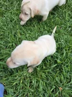 dalas, a female Labrador Retriever for sale in Fleming Island, FL – Photo 4 of 7