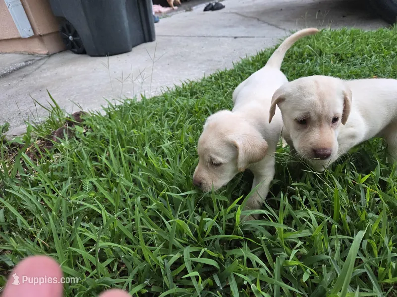 dallas – Labrador Retriever puppy for sale in Fleming Island, FL
