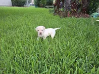 dalas, a female Labrador Retriever for sale in Fleming Island, FL – Photo 7 of 7