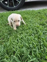 dalas, a female Labrador Retriever for sale in Fleming Island, FL – Photo 3 of 7