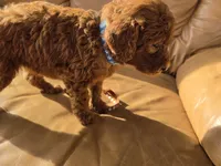 Biscuit , a female Goldendoodle for sale in Fleming Island, FL – 4 of 7