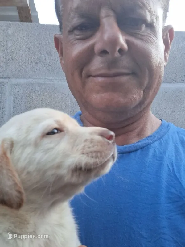 dallas – Labrador Retriever puppy for sale in Fleming Island, FL