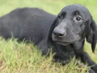 Luna, a female Labrador Retriever for sale in Fleming Island, FL – 2 of 5