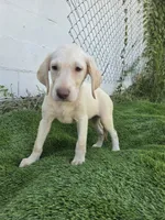 dallas, a female Labrador Retriever for sale in Fleming Island, FL – 8 of 9