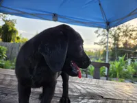 Onyx, a female Labrador Retriever for sale in Fleming Island, FL – 5 of 7