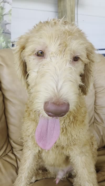 Ollie, a male Labradoodle for sale in Fleming Island, FL – 7 of 7