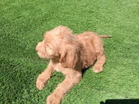 Willow , a female Labradoodle for sale in Fleming Island, FL – Photo 3 of 9