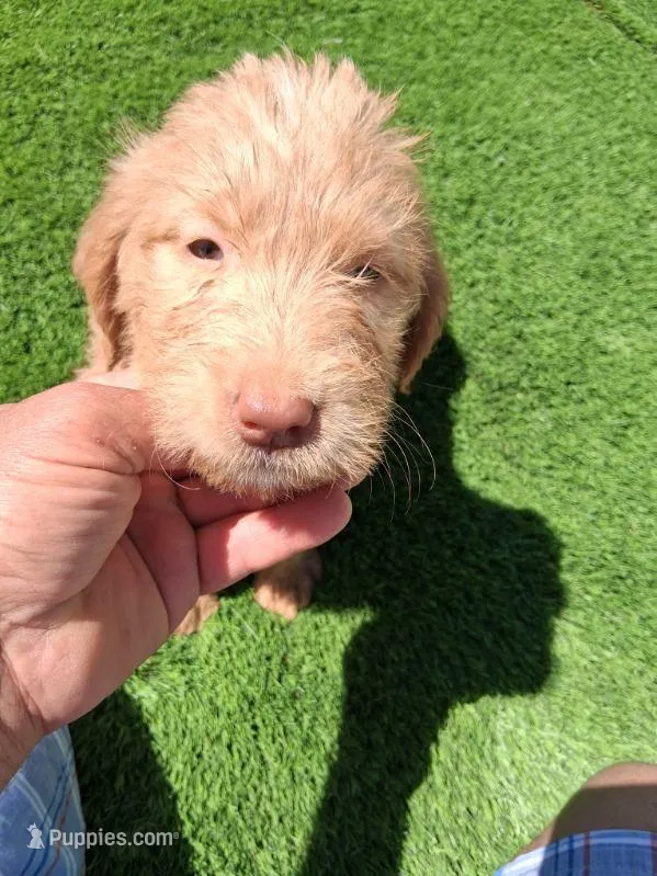Willow  – Labradoodle puppy for sale in Fleming Island, FL