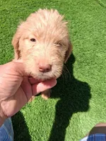 Willow , a female Labradoodle for sale in Fleming Island, FL – Photo 1 of 9