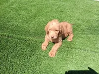 Willow, a female Labradoodle for sale in Fleming Island, FL – 2 of 4