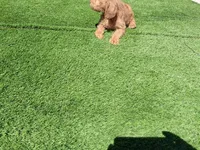 Willow , a female Labradoodle for sale in Fleming Island, FL – Photo 9 of 9