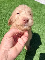 Willow , a female Labradoodle for sale in Fleming Island, FL – Photo 7 of 9