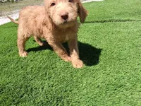 Willow , a female Labradoodle for sale in Fleming Island, FL – Photo 8 of 9