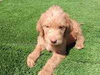 Willow, a female Labradoodle for sale in Fleming Island, FL – 4 of 4