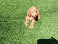 Willow, a female Labradoodle for sale in Fleming Island, FL – 3 of 4