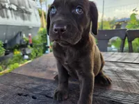 Jan, a male Labrador Retriever for sale in Fleming Island, FL – 4 of 6