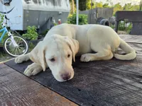 Don, a male Labrador Retriever for sale in Fleming Island, FL – 4 of 8