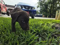 Sandra, a female Labrador Retriever for sale in Fleming Island, FL – 6 of 7