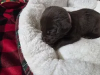 Cooper, a male Labrador Retriever for sale in Fleming Island, FL – Photo 1 of 4