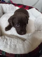 Cooper, a male Labrador Retriever for sale in Fleming Island, FL – Photo 2 of 4