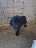 Liza , a female Labrador Retriever for sale in Fleming Island, FL – Photo 3 of 3