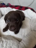 Cooper, a male Labrador Retriever for sale in Fleming Island, FL – Photo 4 of 4