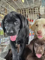 Liza , a female Labrador Retriever for sale in Fleming Island, FL – Photo 1 of 3