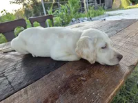 Don, a male Labrador Retriever for sale in Fleming Island, FL – 3 of 8