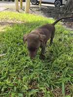 Sally , a female Labrador Retriever for sale in Fleming Island, FL – 4 of 7