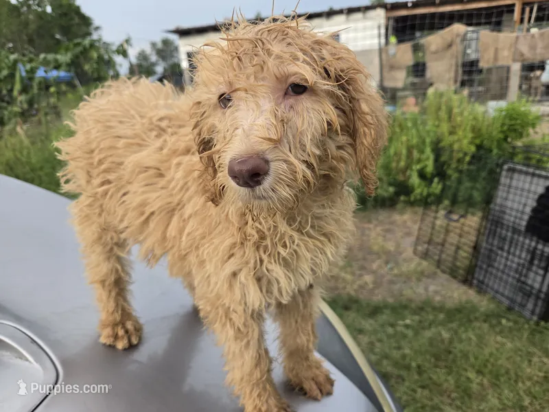 Daisy – Labradoodle puppy for sale in Fleming Island, FL