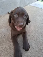 Moose, a male Labrador Retriever for sale in Fleming Island, FL – 2 of 3