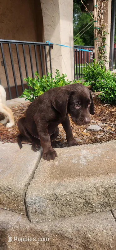 Jan – Labrador Retriever puppy for sale in Fleming Island, FL