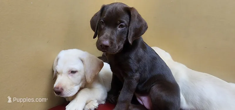 Jan  – Labrador Retriever puppy for sale in Fleming Island, FL