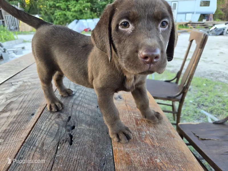 Jan – Labrador Retriever puppy for sale in Fleming Island, FL