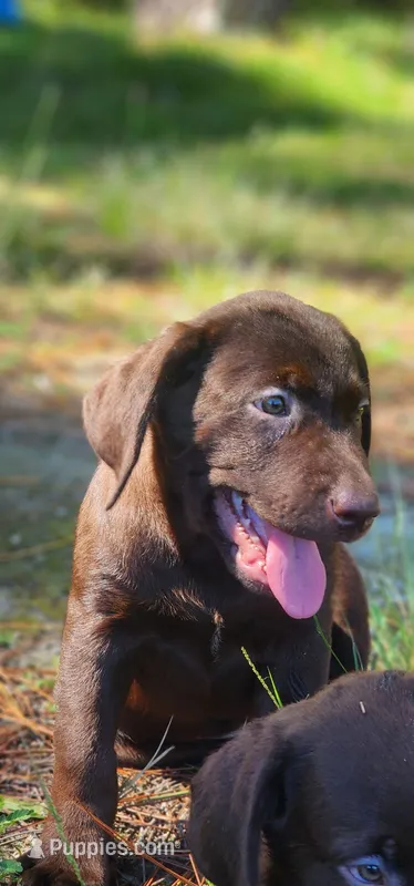 Jessica – Labrador Retriever puppy for sale in Fleming Island, FL